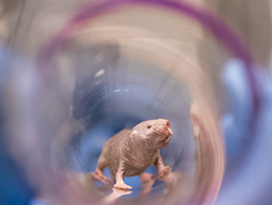 Low-Res_Naked_Mole_Rat.jpg